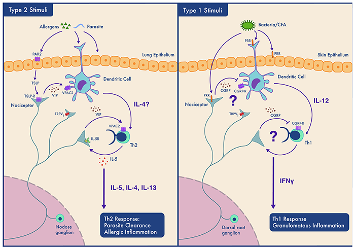 Neuro-Immune System Interactions