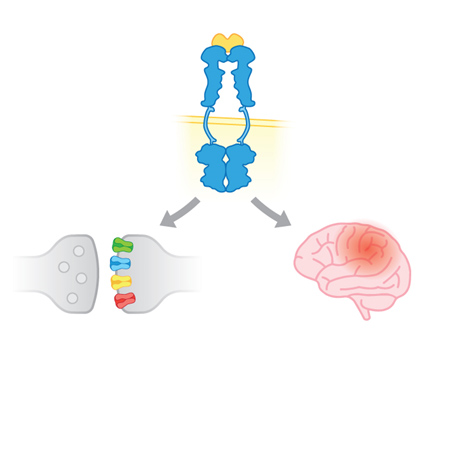 FLT3 Kinase Signaling in the Brain
